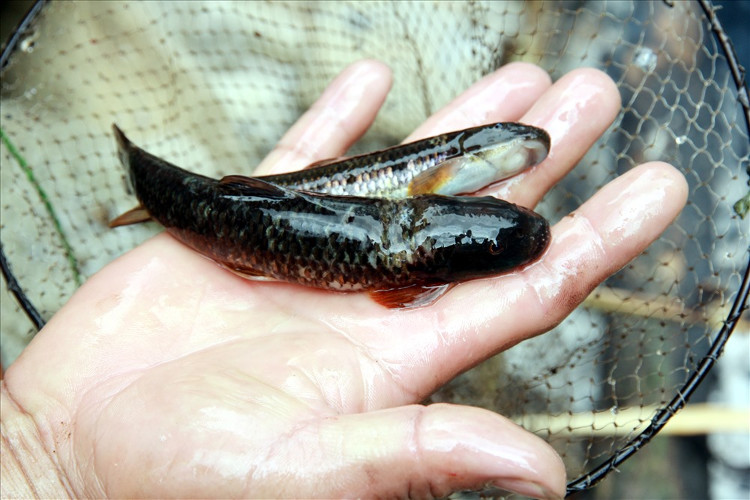 Hành trình tìm loài cá đắng quý hiếm trên dãy Hoàng Liên Sơn