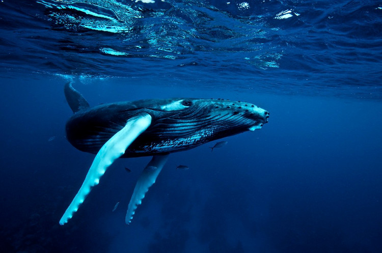 Hành vi săn mồi khác thường của cá voi lưng gù