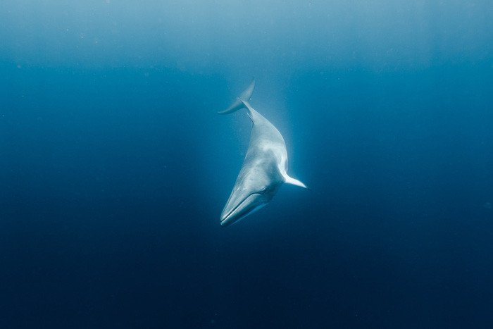 Hé lộ bí mật giúp cá voi lặn siêu giỏi