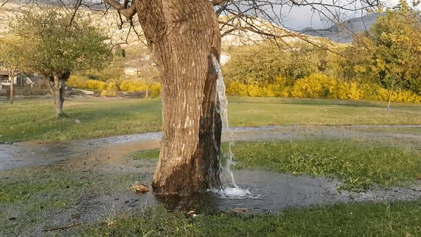 Hiện tượng lạ: Cây cổ thụ biết trào nước xối xả như… vòi phun