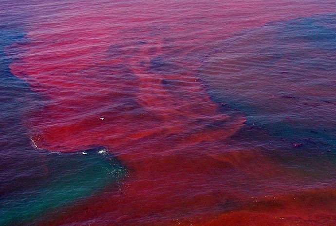 Hiện tượng thủy triều đỏ là gì?