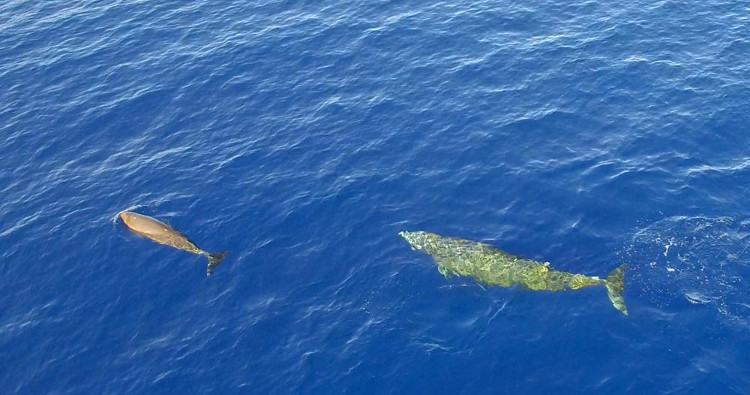 Hình ảnh chưa từng thấy của cá voi lặn sâu 3.000 mét