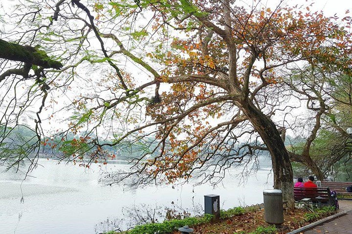 Hồ Gươm đẹp quyến rũ mùa lộc vừng thay lá