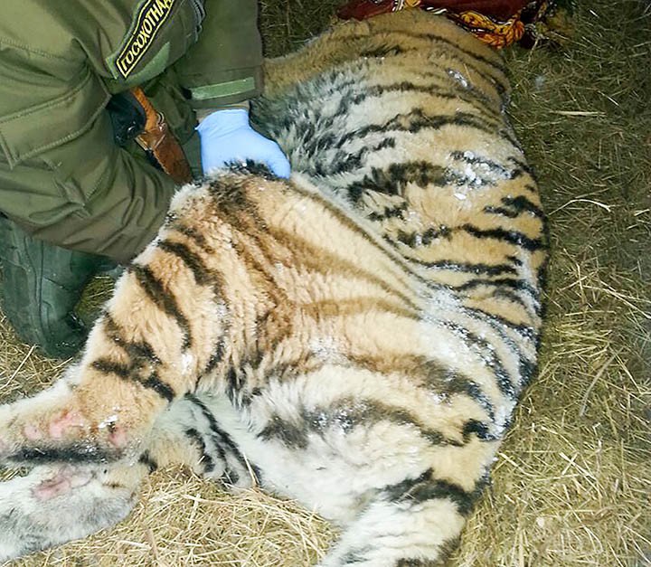 Hổ Siberia đau răng xuống nhà dân cầu cứu
