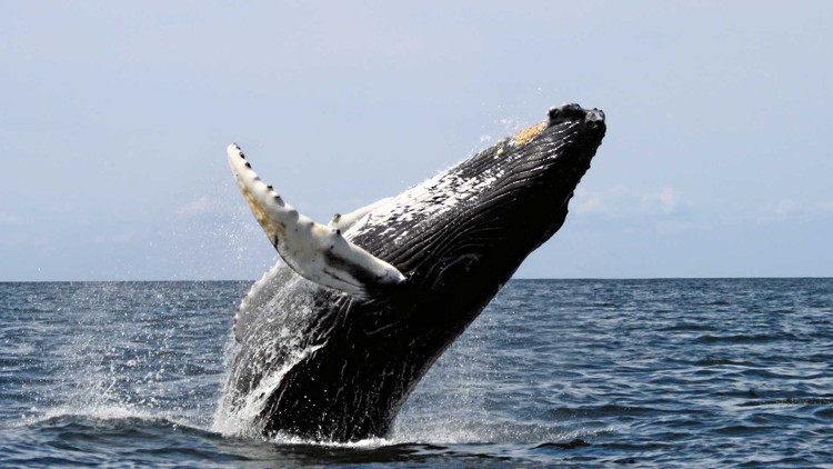 Hóa thạch khiến các nhà khoa học cân nhắc lại thuyết tiến hóa của cá voi