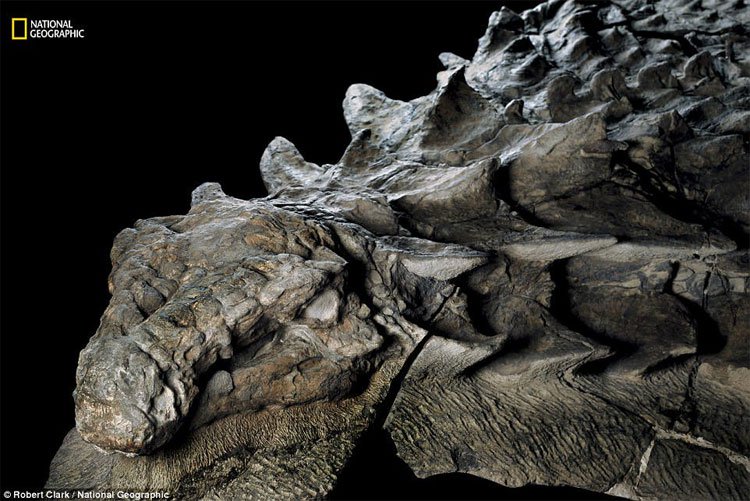 Hóa thạch khủng long 110 triệu năm thật đến kinh ngạc