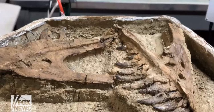 Hóa thạch nghi là khủng long bạo chúa con ở Mỹ