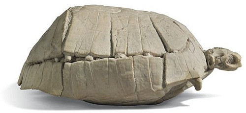 Hóa thạch rùa 33 triệu năm quý hiếm trị giá hơn 4.000 USD