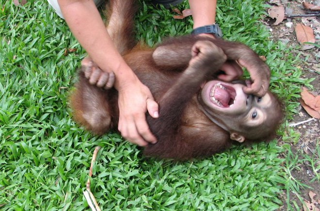Hỏi lạ: Động vật có biết cười như con người không?