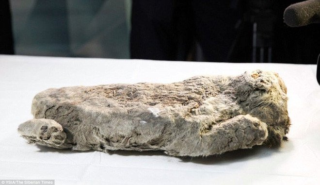 Hồi sinh xác ướp sư tử 50.000 năm tuổi bằng thí nghiệm như trong phim