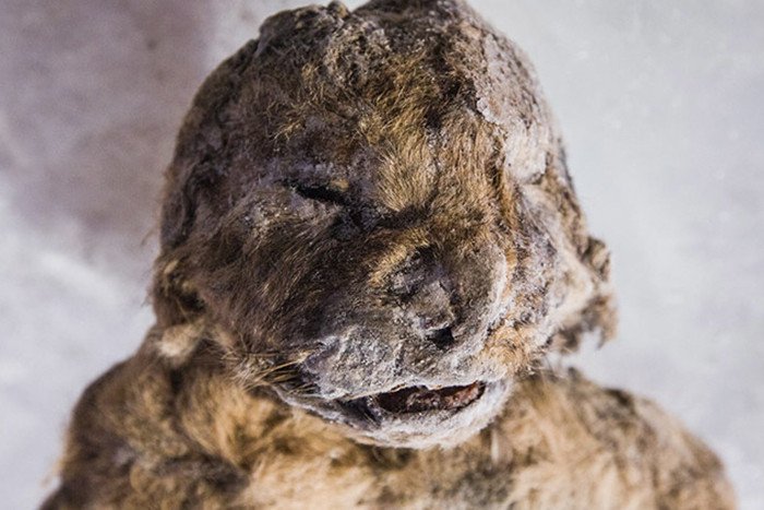 Hồi sinh xác ướp sư tử 50.000 năm tuổi bằng thí nghiệm như trong phim
