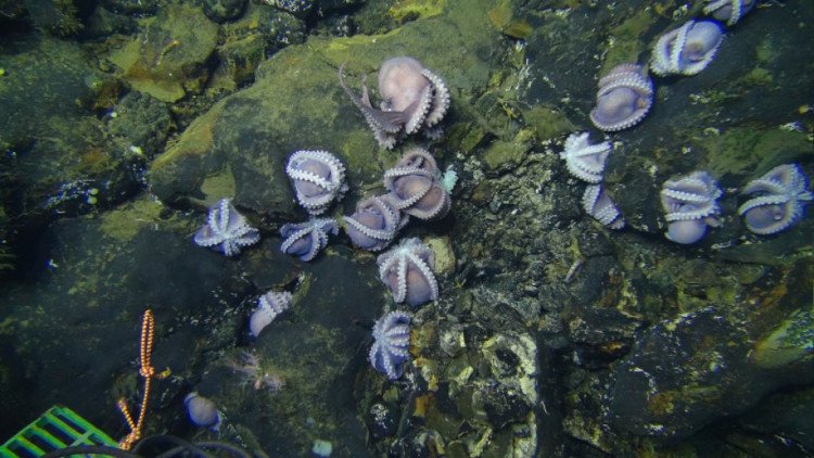 Hơn 100 bạch tuộc mẹ ấp trứng dưới biển sâu