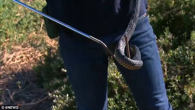 Hòn đảo vương quốc của rắn độc ở Australia