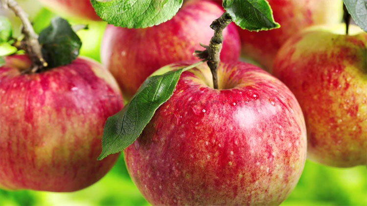 Honeycrisp -Một trong những loại táo ngon nhất thế giới