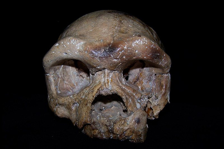 Hộp sọ tìm thấy ở Trung Quốc có thể viết lại lịch sử loài người