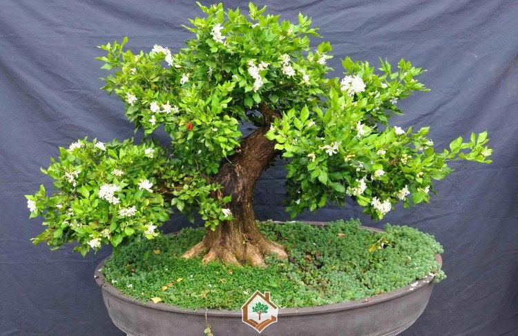 Hướng dẫn trồng cây nguyệt quế bonsai đơn giản nhất