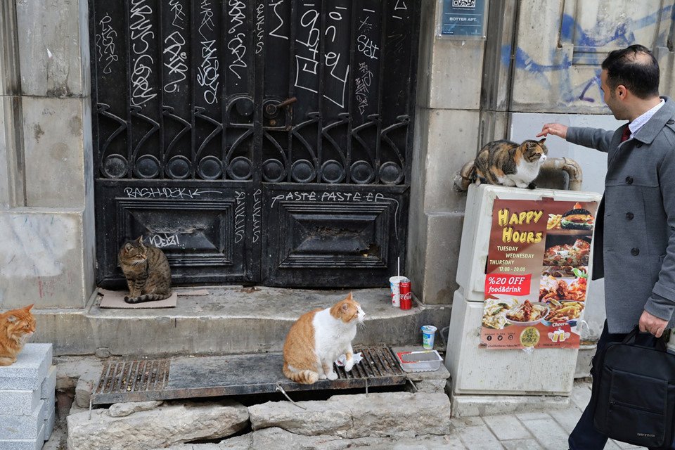 Istanbul: Thành phố mèo chia đôi bờ Âu - Á