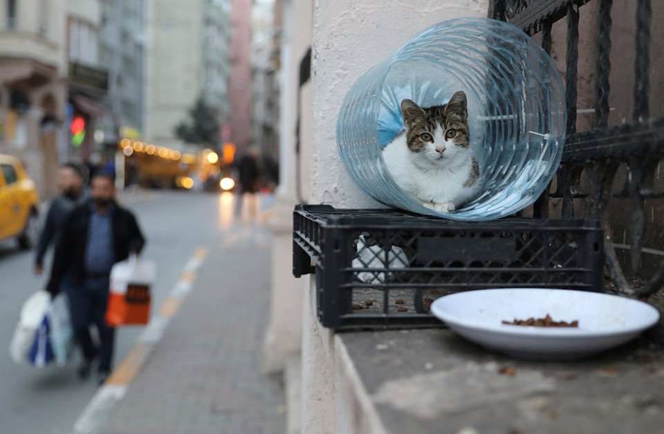 Istanbul: Thành phố mèo chia đôi bờ Âu - Á