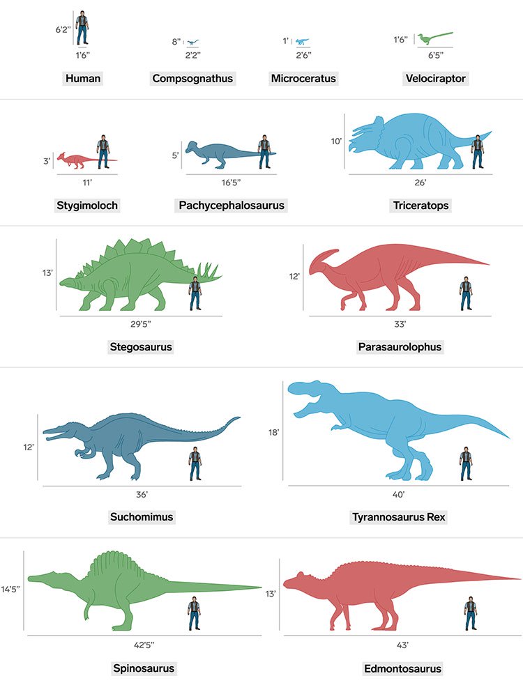 Jurassic World: Đây là kích cỡ thực của các loài khủng long nếu so với con người