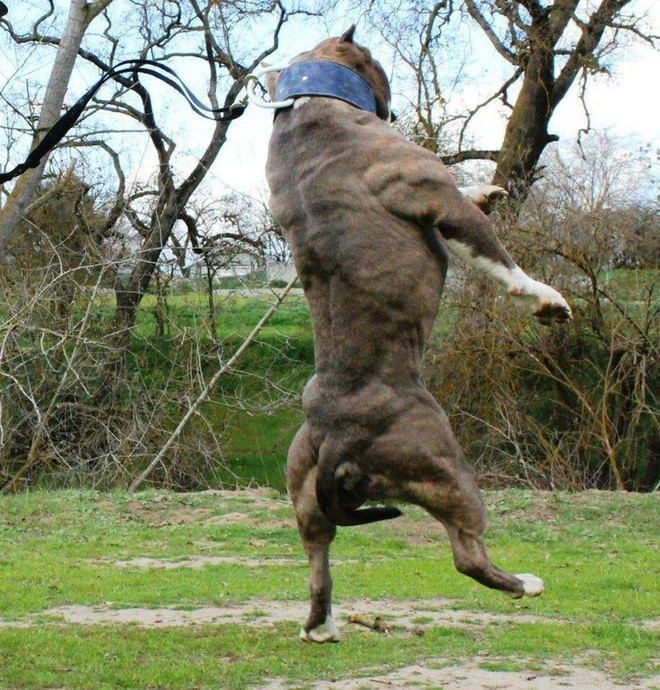 Khả năng đáng sợ của chó Pitbull: Nhảy cao hơn 4m, kéo xe nặng 5 tấn