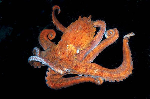 Khám phá bí mật về bạch tuộc - Loài quái vật biển cả