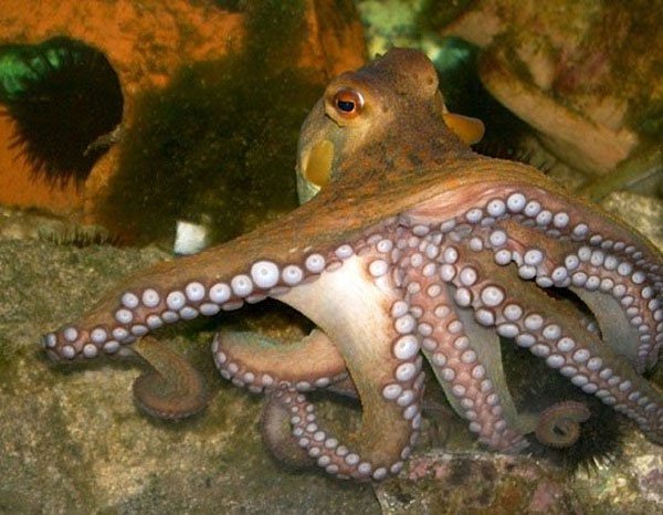 Khám phá bí mật về bạch tuộc - Loài quái vật biển cả