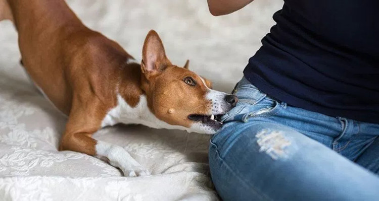 Khoa học đã chứng minh: Tâm lý càng yếu, bạn càng dễ bị chó cắn