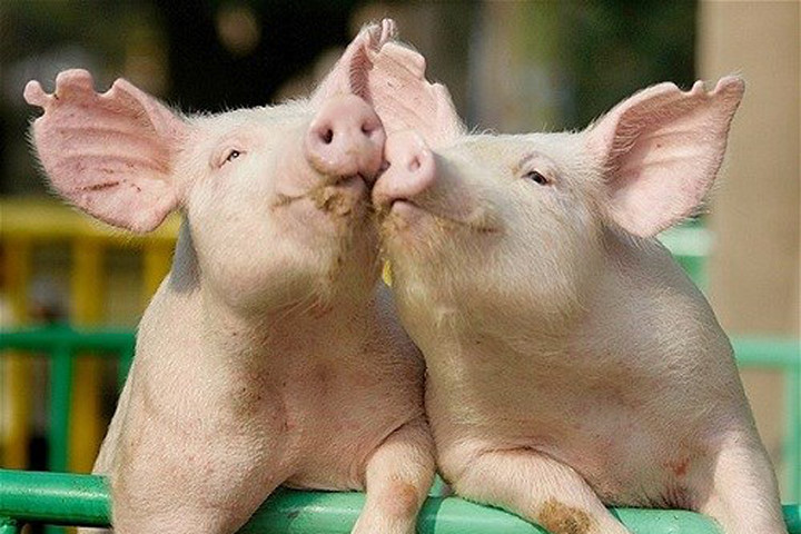 Không chỉ để làm thịt, loài lợn còn một mục đích cao cả hơn rất nhiều