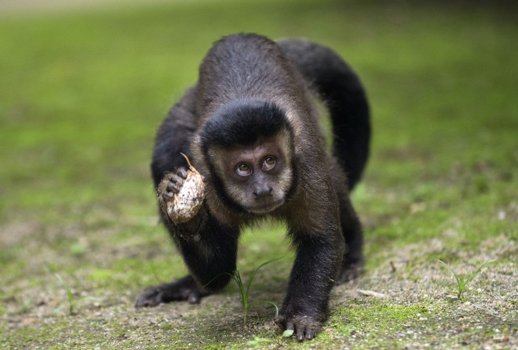 Không dập được dịch sốt, dân Brazil thảm sát khỉ