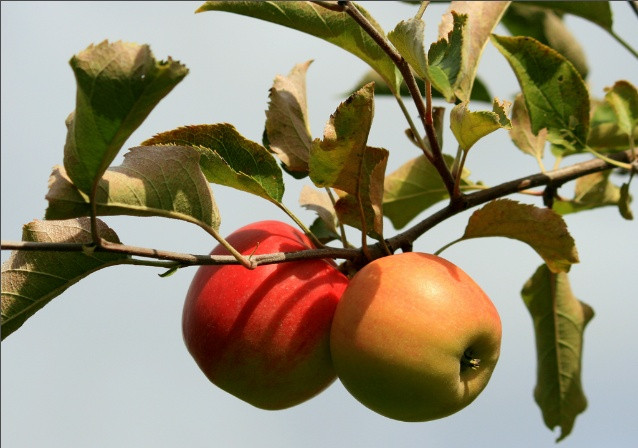 Không phải táo, "Trái cấm" Adam và Eva đã ăn trong Vườn Địa đàng là quả gì?