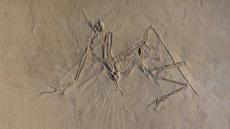 Khủng long Archaeopteryx bay giống chim trĩ