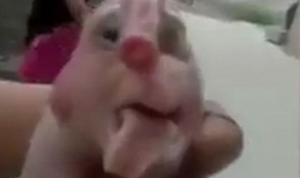 Kì dị lợn sinh ra với bộ phận sinh dục trên mũi