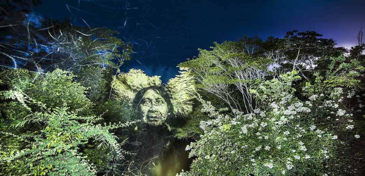 Kinh ngạc bộ tranh vẽ” trên cây trong rừng Amazon