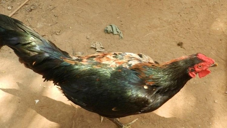 Kỳ lạ con gà trống có diện mạo nửa trống nửa mái, gáy được hai giọng
