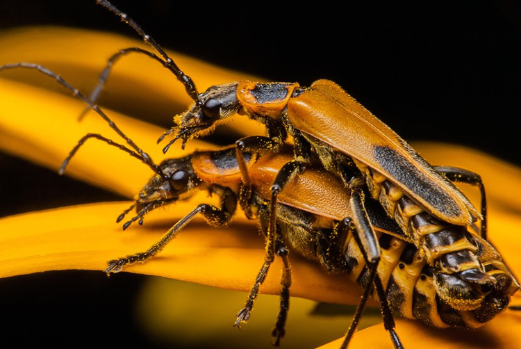 Kỳ lạ loài bọ Zombie có hành vi đồi bại trong tự nhiên