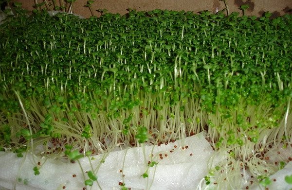 Kỹ thuật trồng cây rau mầm bằng khăn giấy đơn giản bất ngờ