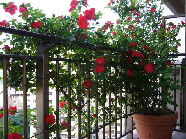 Kỹ thuật trồng hoa hồng leo đơn giản trong chậu