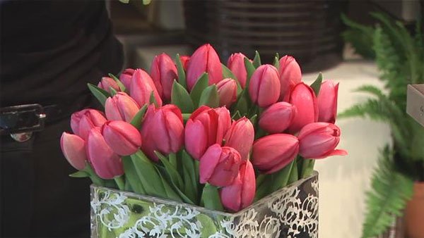 Kỹ thuật trồng hoa tulip trong chậu tại gia