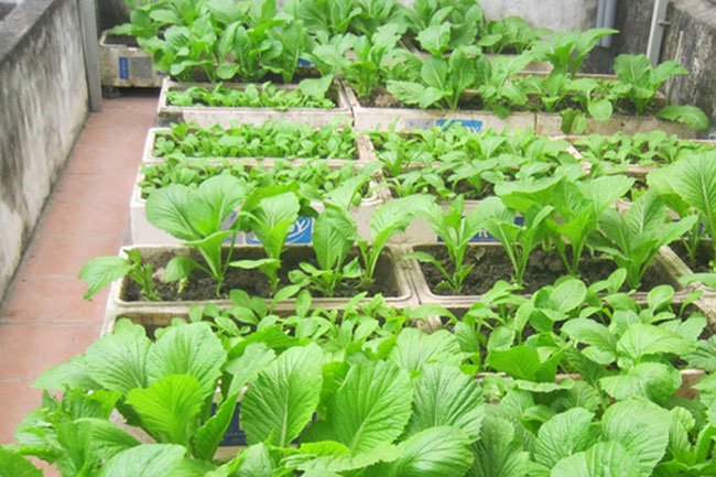 Kỹ thuật trồng rau cải xanh trong thùng xốp tại nhà