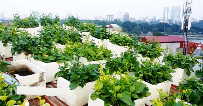 Kỹ thuật trồng rau sạch trong chậu xốp tại nhà đơn giản