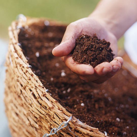 Kỹ thuật trồng và chăm sóc hoa mai cho ngày tết