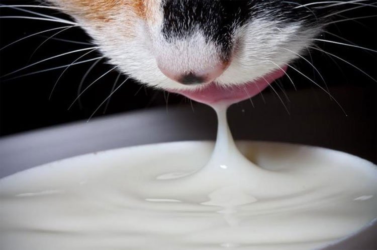 Liệu bạn có nên cho mèo uống sữa hay không?