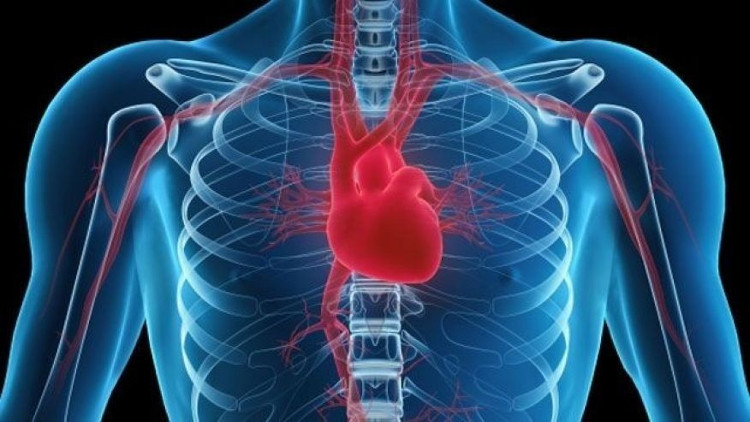 Liệu trên đời có căn bệnh nào mang tên Ung thư tim?