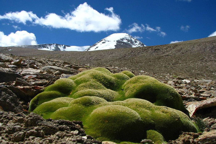 Loài cây chinh phục giá lạnh khắc nghiệt trên đỉnh Himalaya