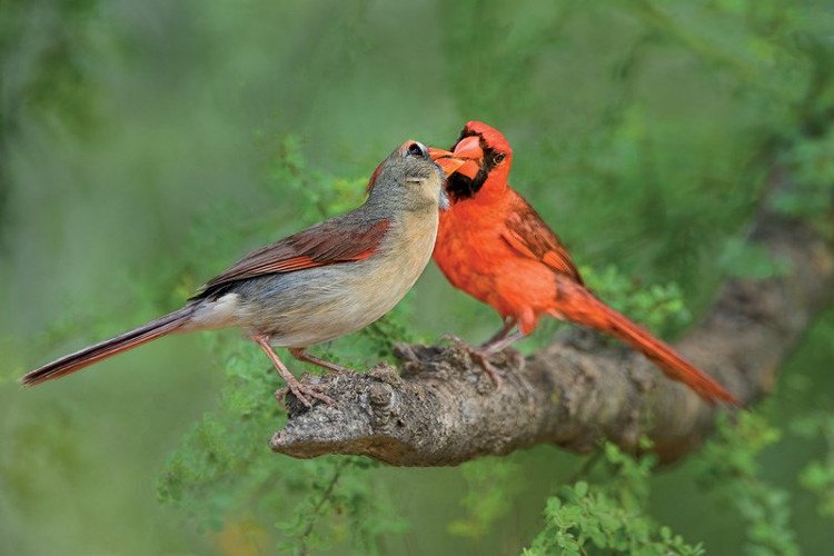 Loài chim cũng sở hữu hormone tình yêu giống con người