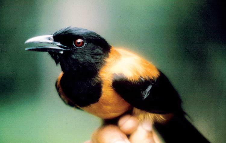 Loài chim duy nhất trên thế giới có độc, chạm vào lông cũng có thể mất mạng