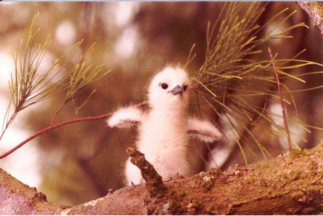 Loài chim lười nhất thế giới: Đẻ trứng trên cành cây, rơi vỡ đẻ quả khác