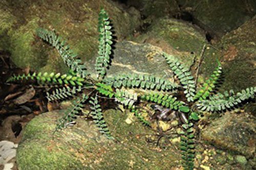 Loài dương xỉ mới trong hang động Quảng Bình