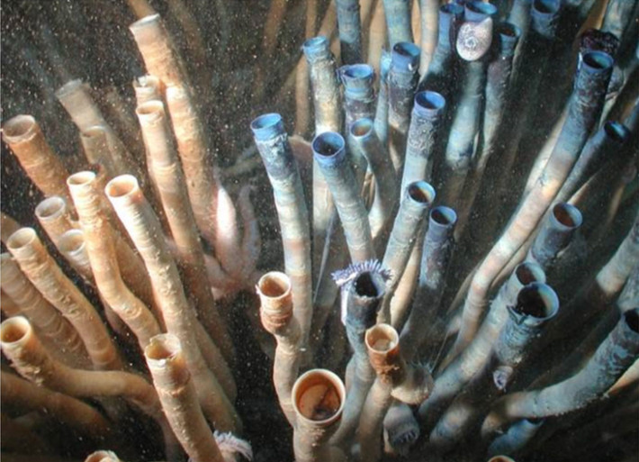 Loài giun ống kỳ lạ này có thể là động vật sống lâu nhất trên thế giới