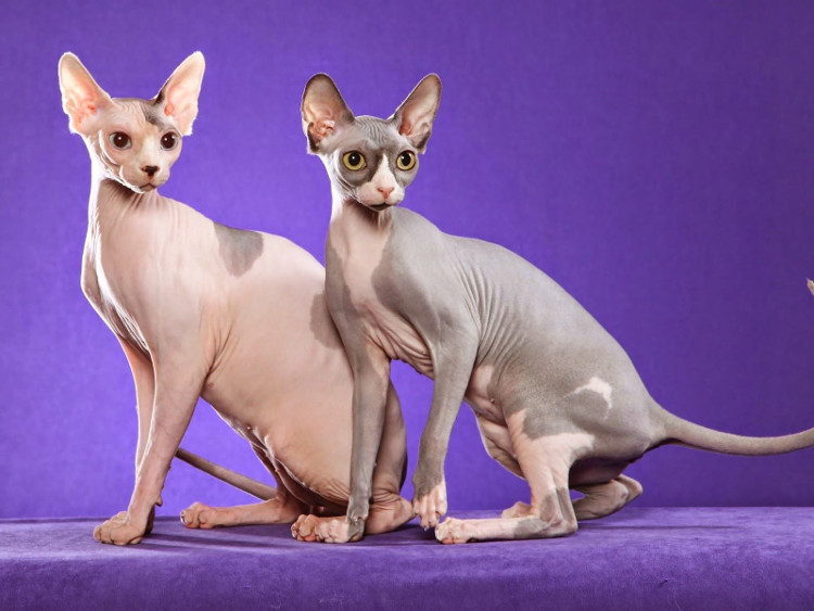 Loại mèo trụi lông có gì đặc biệt mà sở hữu mức giá cao nhất thế giới?